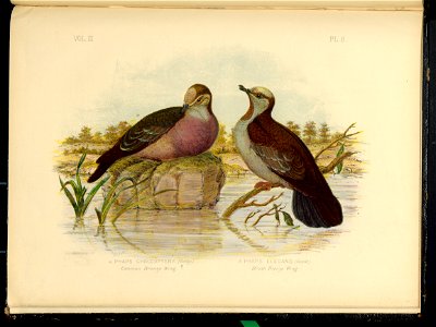 The Pigeons of Australia 1888 (13418351)