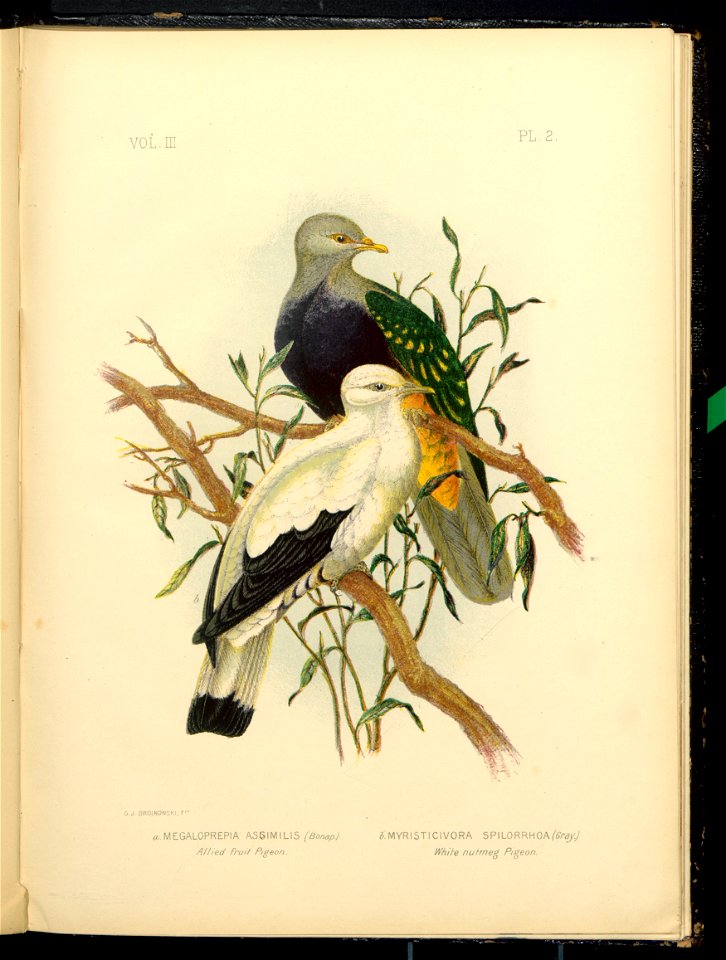 The Pigeons of Australia 1888 (13417985)
