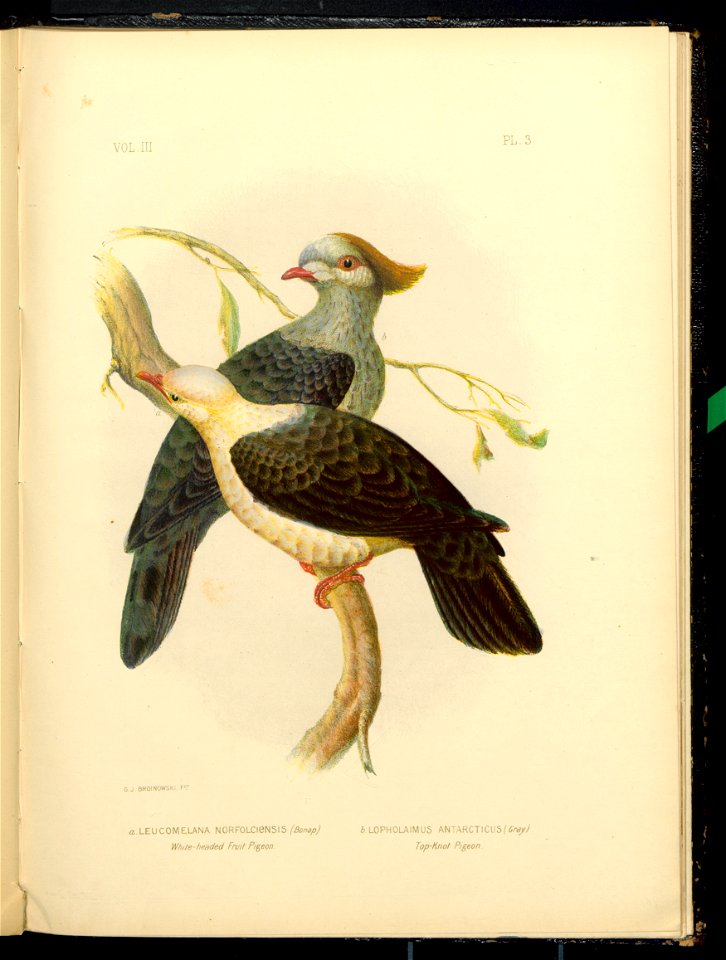 The Pigeons of Australia 1888 (13418032)
