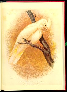 The cockatoos and nestors of Australia and New Zealand 1981 (13384232)