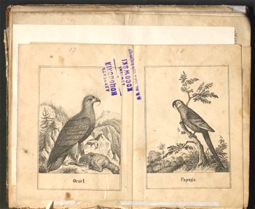 Swiat w obrazach - wiazanie dla dzieci, z opisaniem i 300 wizerunkami 1842 (123383126)