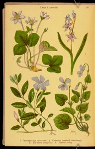 Rosliny wiosenne 1936 (107955054)
