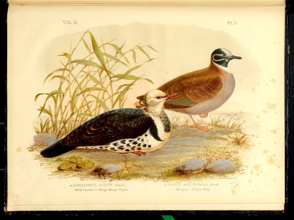 The Pigeons of Australia 1888 (13418456)