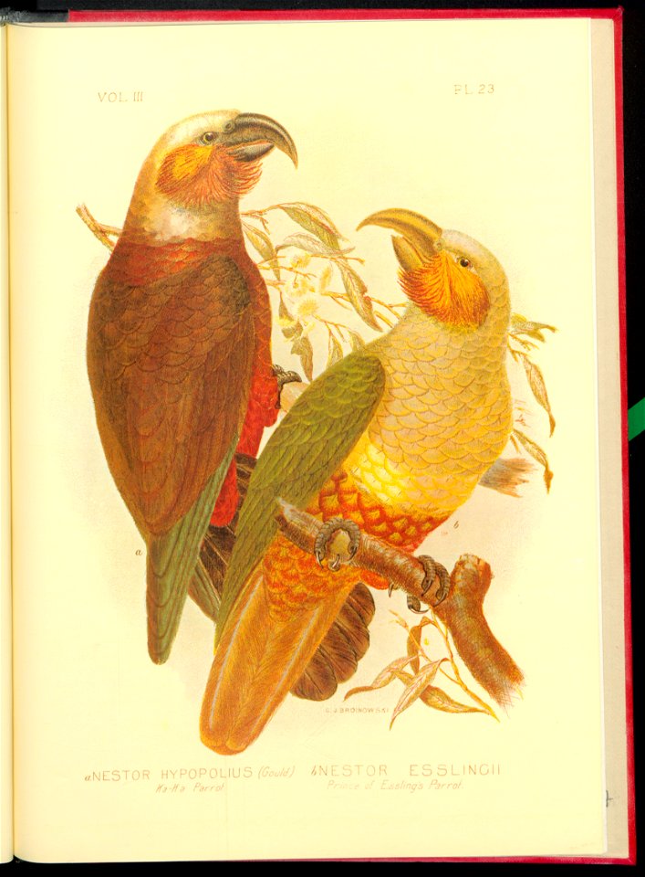 The cockatoos and nestors of Australia and New Zealand 1981 (13384256)
