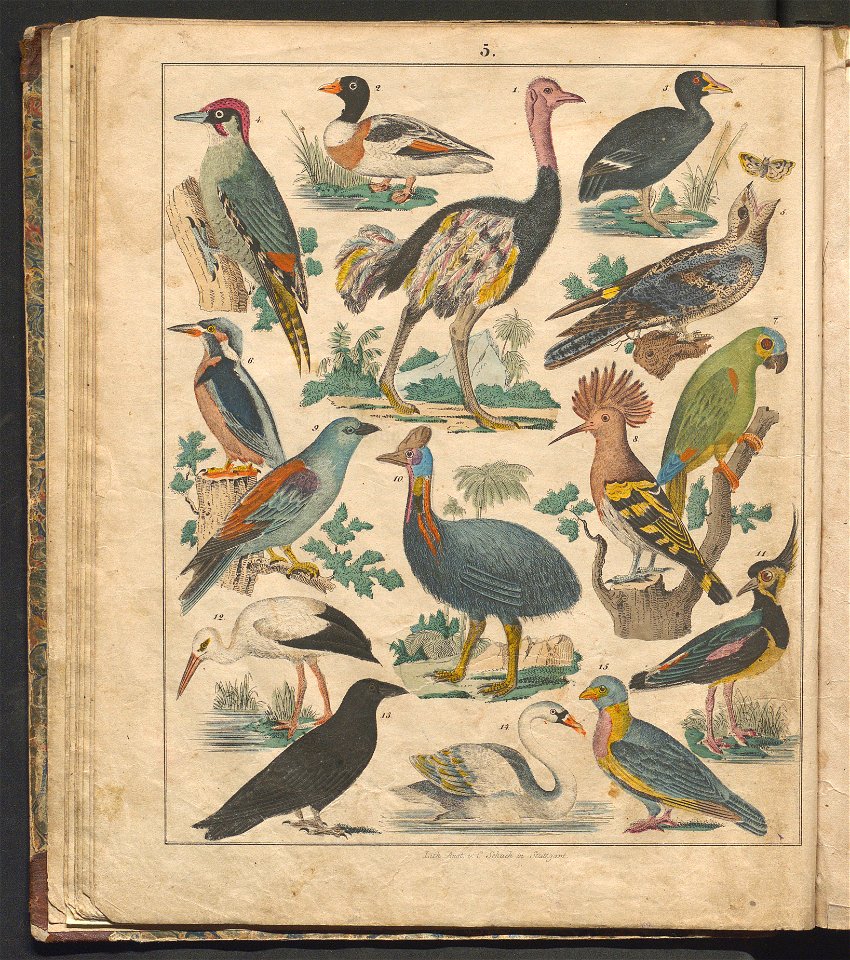 Swiat w obrazach - wiazanie dla dzieci, z opisaniem i 300 wizerunkami 1842 (123383029)