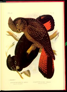 The cockatoos and nestors of Australia and New Zealand 1981 (13383938)