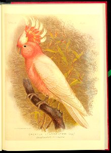 The cockatoos and nestors of Australia and New Zealand 1981 (13384226)