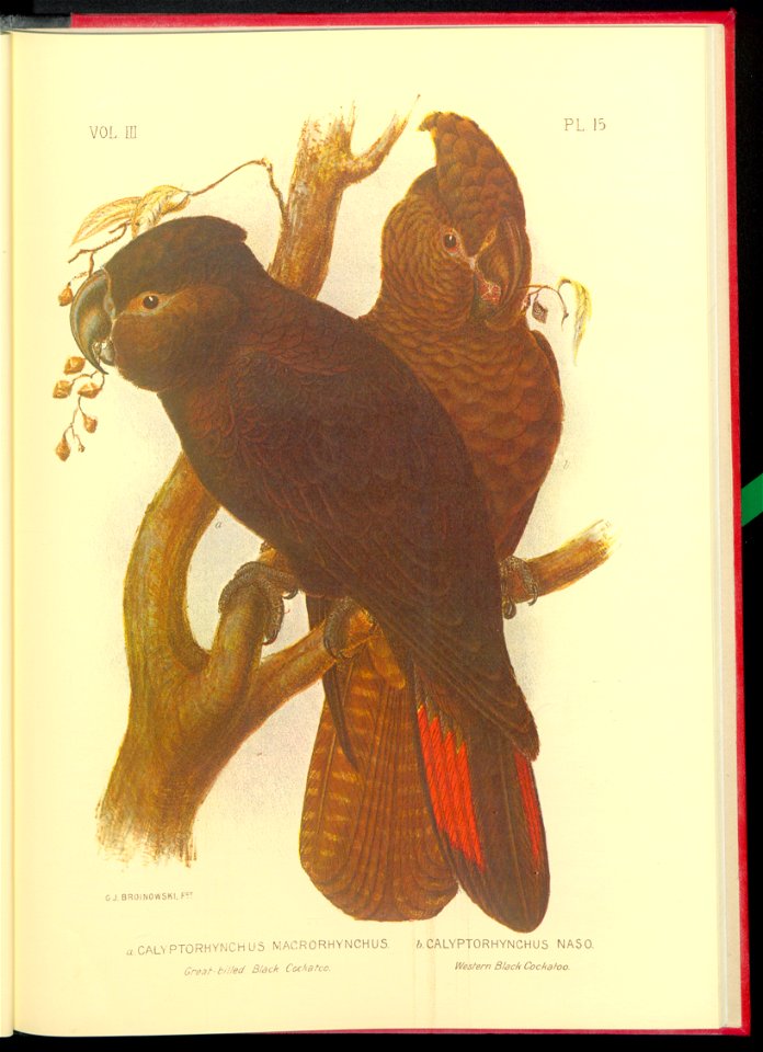 The cockatoos and nestors of Australia and New Zealand 1981 (13384145)
