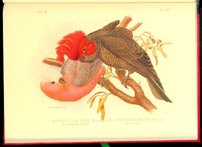 The cockatoos and nestors of Australia and New Zealand 1981 (13384238)