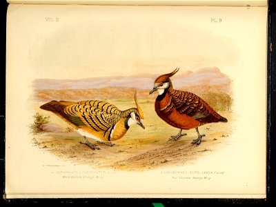 The Pigeons of Australia 1888 (13418407)