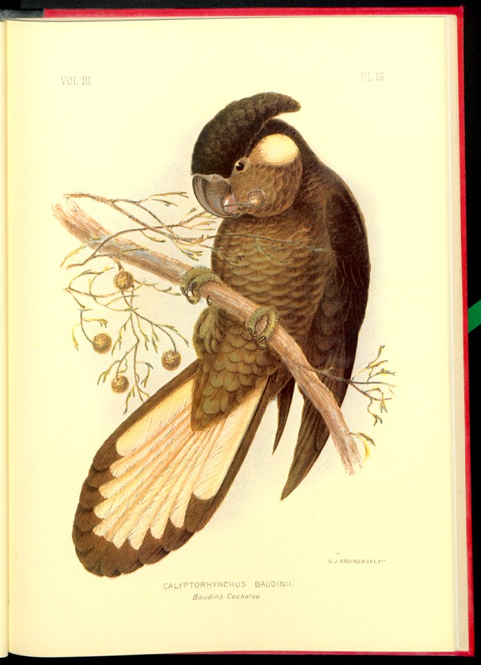 The cockatoos and nestors of Australia and New Zealand 1981 (13384218)
