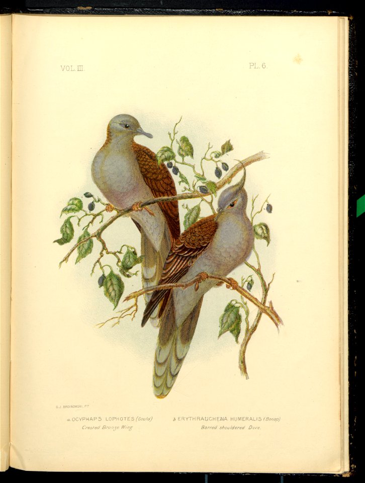 The Pigeons of Australia 1888 (13418234)