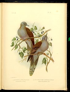The Pigeons of Australia 1888 (13418234)