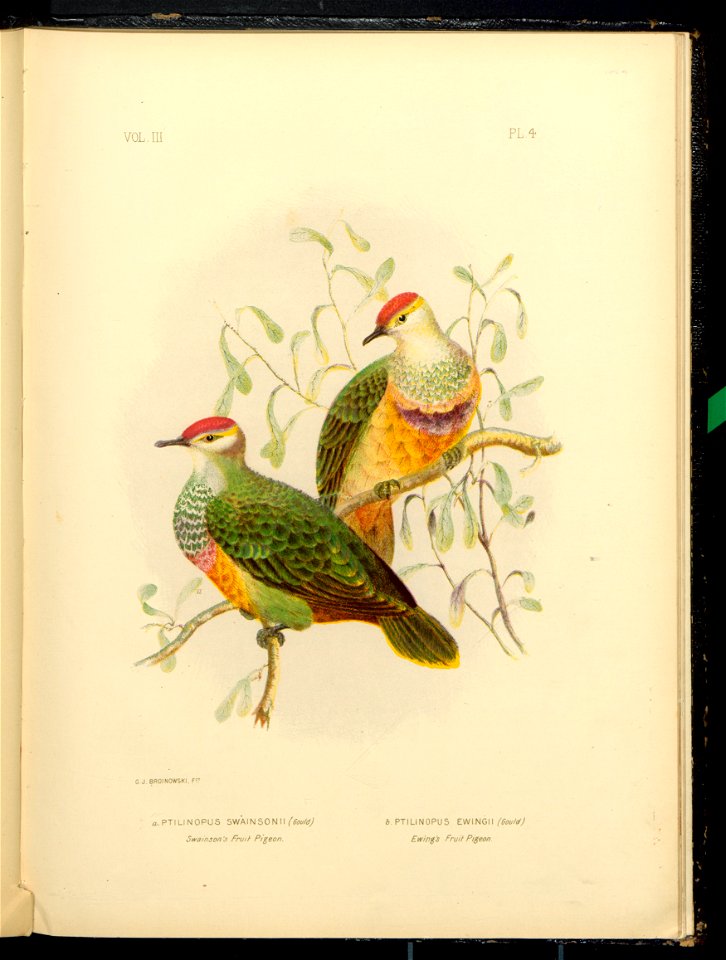 The Pigeons of Australia 1888 (13418095)