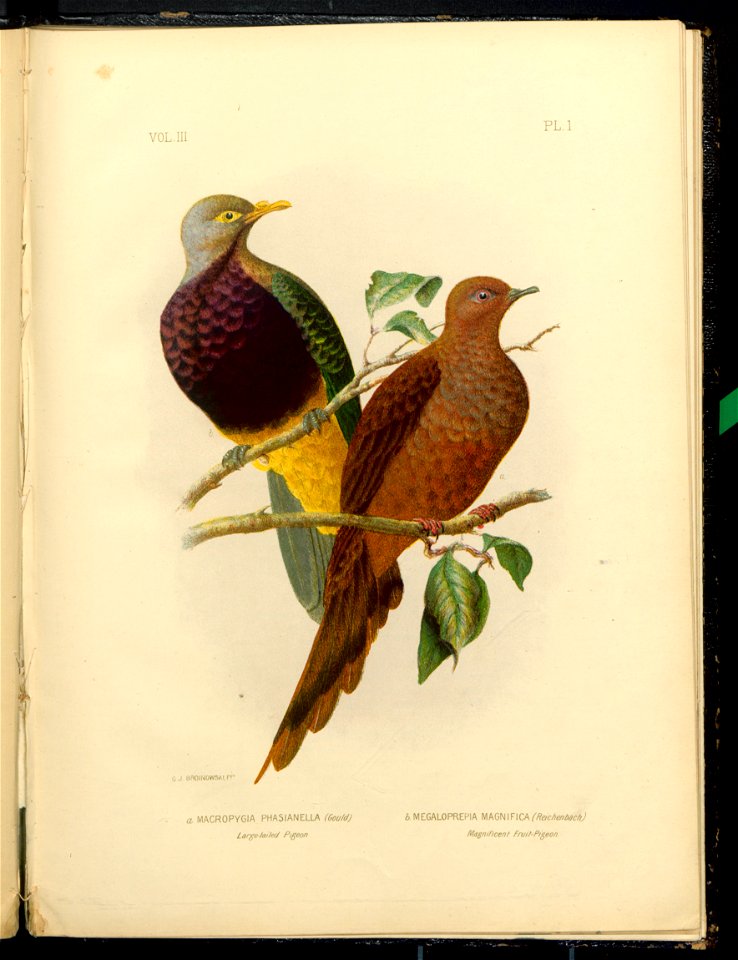 The Pigeons of Australia 1888 (13417969)