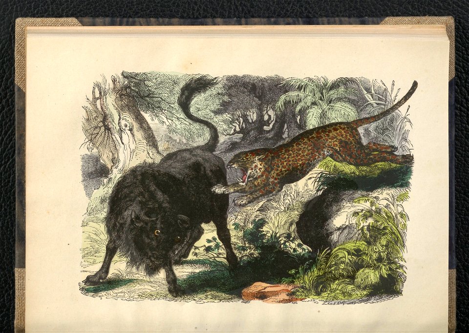 Wedrowki po swiecie zwierzecym. Oddz. 2,1854 (112793415)