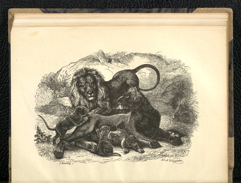 Wedrowki po swiecie zwierzecym. Oddz. 2,1854 (112793144)