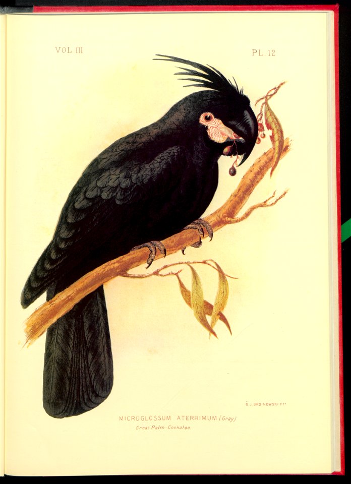 The cockatoos and nestors of Australia and New Zealand 1981 (13383886)