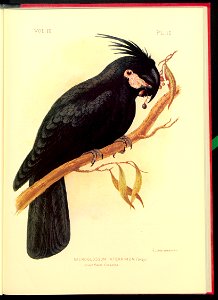 The cockatoos and nestors of Australia and New Zealand 1981 (13383886)
