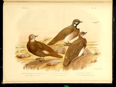 The Pigeons of Australia 1888 (13418448)