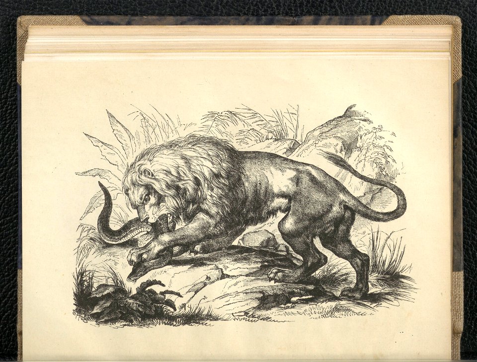 Wedrowki po swiecie zwierzecym. Oddz. 2,1854 (112793092)