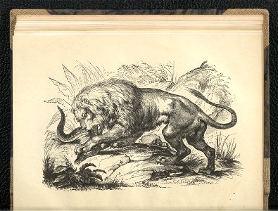 Wedrowki po swiecie zwierzecym. Oddz. 2,1854 (112793092)