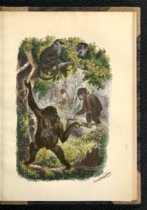 Wedrowki po swiecie zwierzecym. Oddz. 2,1854 (112793590)