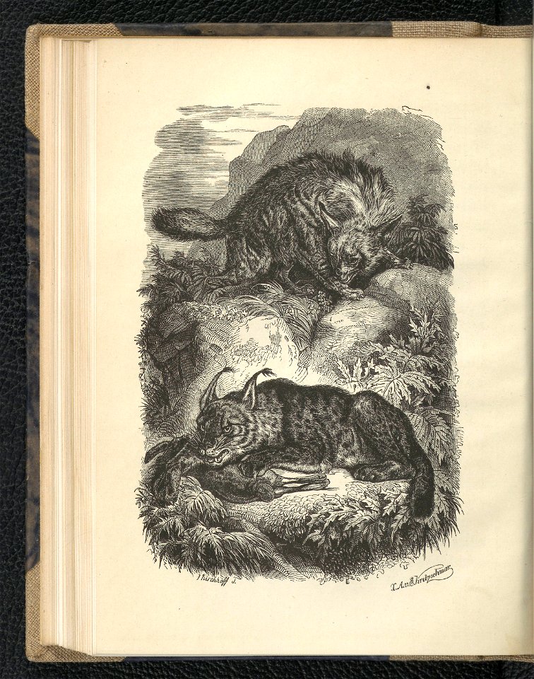 Wedrowki po swiecie zwierzecym. Oddz. 2,1854 (112793518)