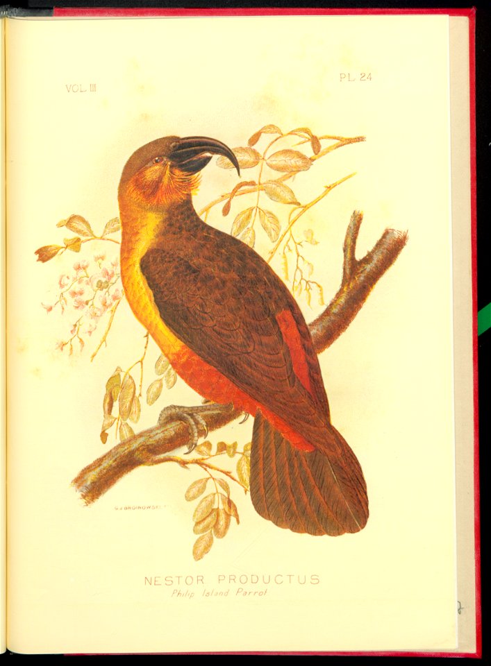 The cockatoos and nestors of Australia and New Zealand 1981 (13384262)