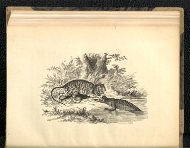 Wedrowki po swiecie zwierzecym. Oddz. 2,1854 (112793965)
