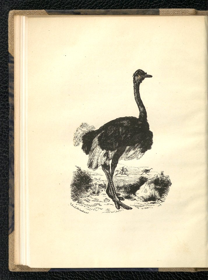 Wedrowki po swiecie zwierzecym. Oddz. 1 1854 (112784454)