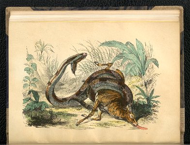 Wedrowki po swiecie zwierzecym. Oddz. 2,1854 (112793013)