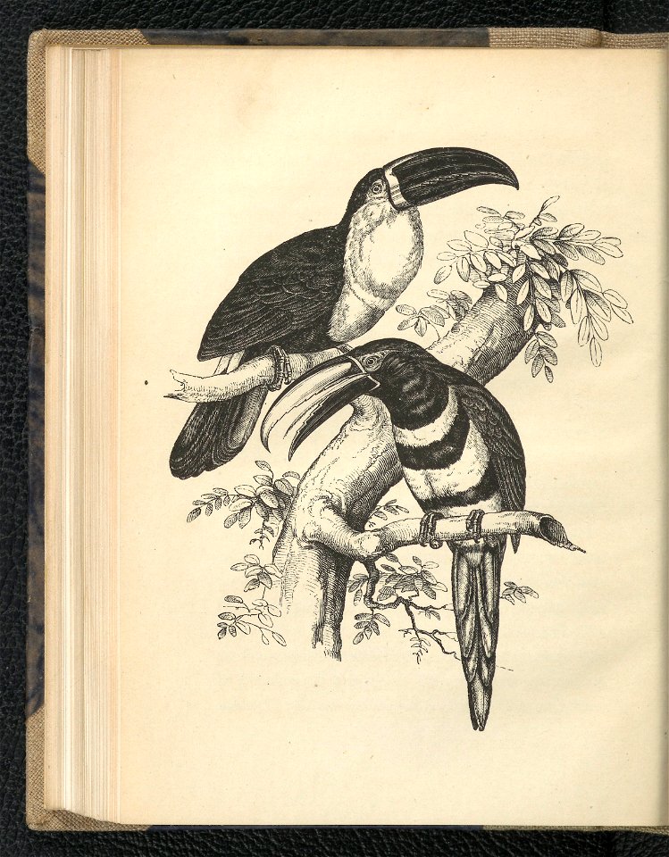 Wedrowki po swiecie zwierzecym. Oddz. 2,1854 (112793841)