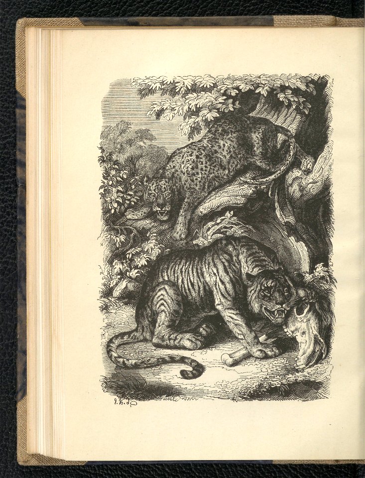 Wedrowki po swiecie zwierzecym. Oddz. 2,1854 (112793268)