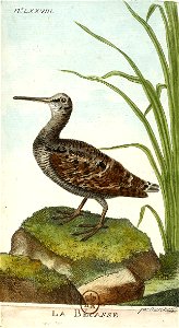François-Nicolas Martinet - Histoire des oiseaux - VII - btv1b8454709t 237