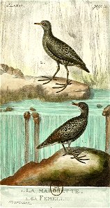 François-Nicolas Martinet - Histoire des oiseaux - VII - marouette