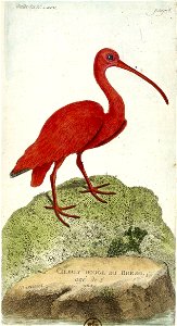François-Nicolas Martinet - Histoire des oiseaux - VII - btv1b8454709t 287