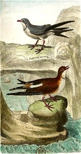François-Nicolas Martinet - Histoire des oiseaux - VII - Perdrix de mer