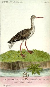 François-Nicolas Martinet - Histoire des oiseaux - VII - Chevalier aux pieds rouges