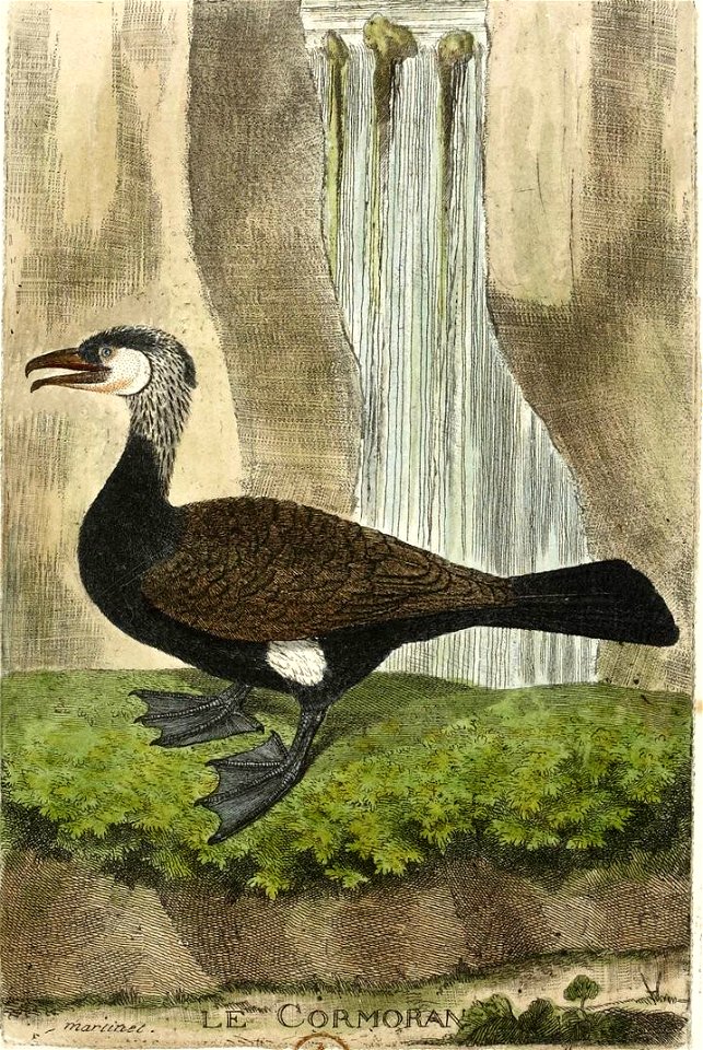 François-Nicolas Martinet - Histoire des oiseaux - VIII - Cormoran
