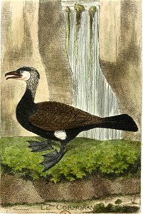 François-Nicolas Martinet - Histoire des oiseaux - VIII - Cormoran