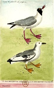 François-Nicolas Martinet - Histoire des oiseaux - VIII - Mouette rieuse et mouette tachetée