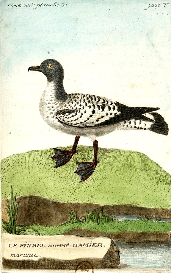 François-Nicolas Martinet - Histoire des oiseaux - VIII - Pétrel