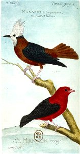 François-Nicolas Martinet - Histoire des oiseaux - IV - Manaquins