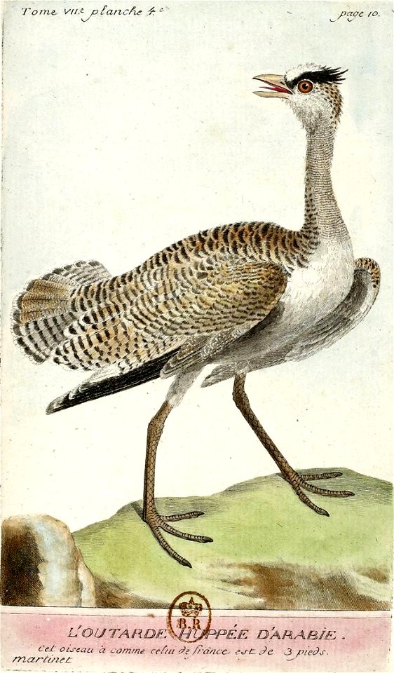 François-Nicolas Martinet - Histoire des oiseaux -Outarde huppée d'Arabie