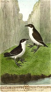 François-Nicolas Martinet - Histoire des oiseaux - VIII - Guillemot