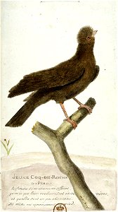 François-Nicolas Martinet - Histoire des oiseaux - Jeune Coq-de-roche du Pérou