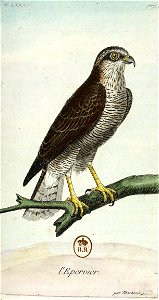 François-Nicolas Martinet - Histoire des oiseaux - Épervier