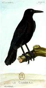 François-Nicolas Martinet - Histoire des oiseaux - V - Corbeau