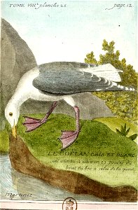 François-Nicolas Martinet - Histoire des oiseaux - VIII -Goéland